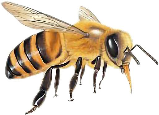 abeja recolectando miel
